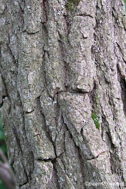 Deeply-furrowed mature bark